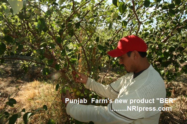 Punjab_Farm 009